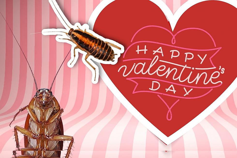 Treat Yourself and Name a Cockroach After Your Ex This Valentines Day