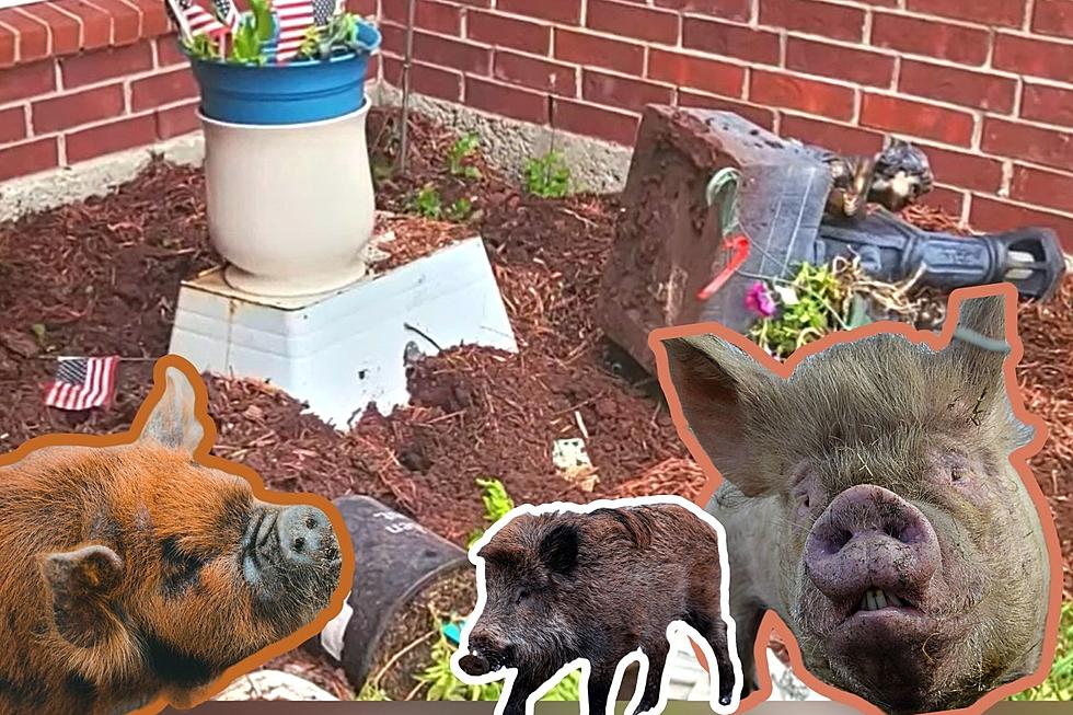 Frightening Pack of Feral Hogs are Wrecking This Texas Neighborhood