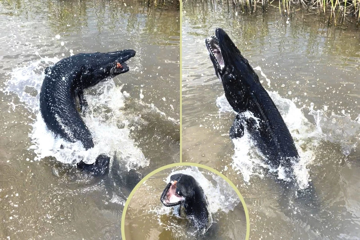 Texas Anglers Catch Melanistic Alligator Gar