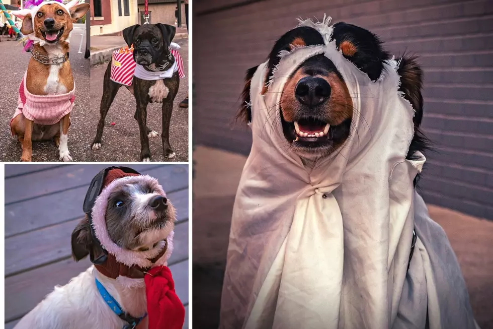 These Hilarious Dogs Were Ready to Paw-ty with Boos and Brews
