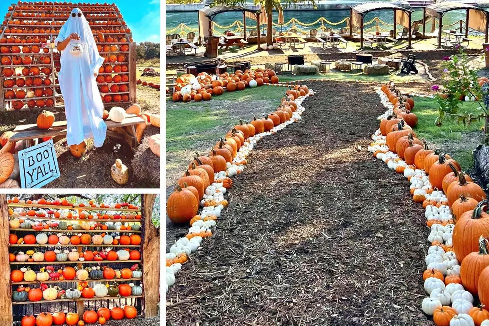 Top 10 Pumpkin Patches in Texas, Go Big or Gourd Home!