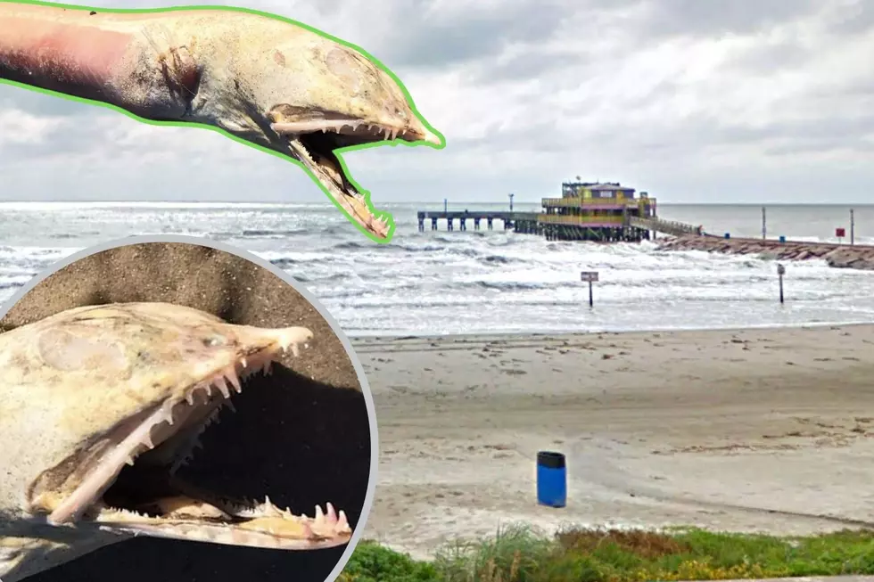 These Massive Terrifying Creatures Could be Hiding in TX Beaches