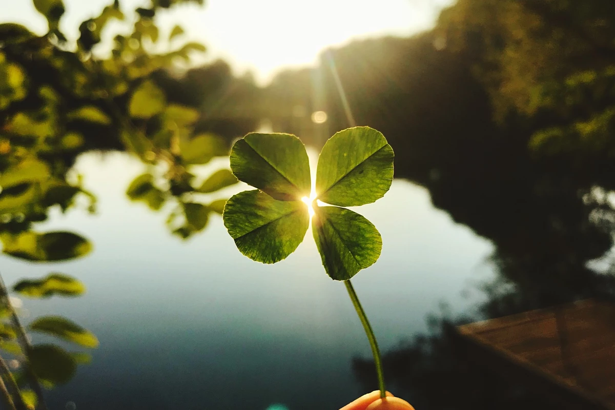 Why Are Four-Leaf Clovers So Hard To Find?