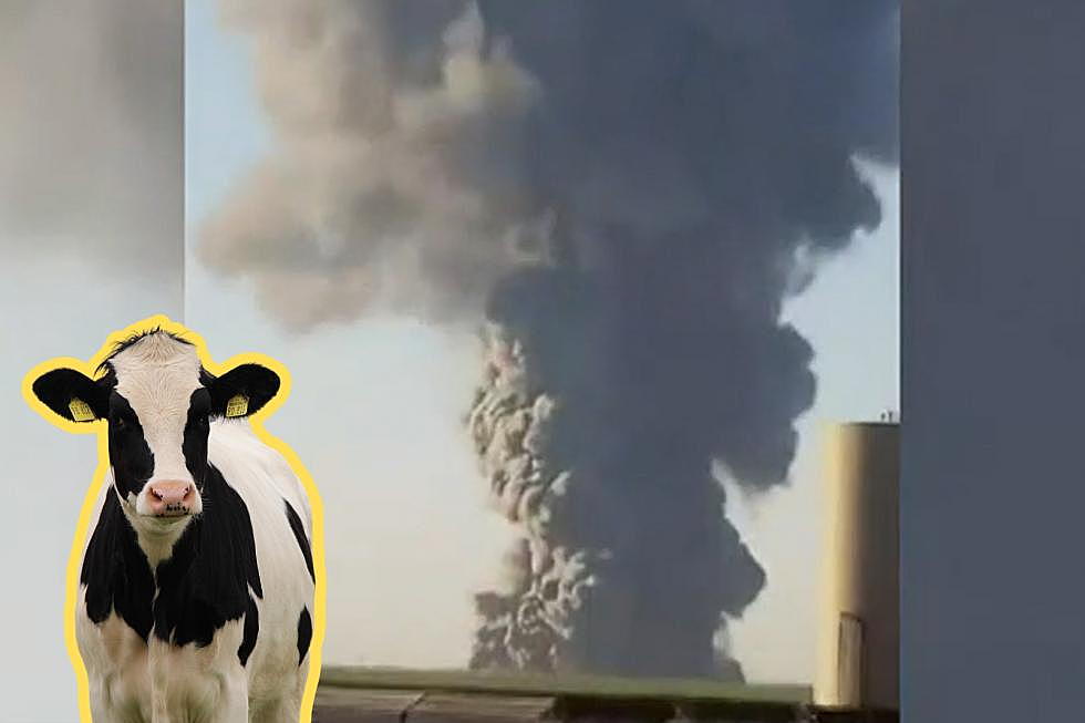 18,000 Cows Killed After Farm Horrifically Explodes Into Flames