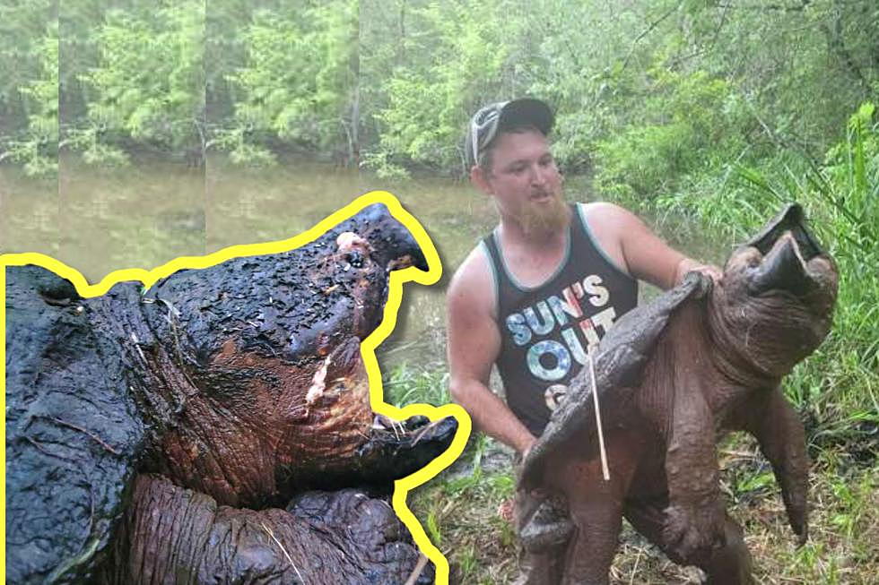 TX Man Shocked as He Reels in Enormous 200 Lb Endangered Turtle