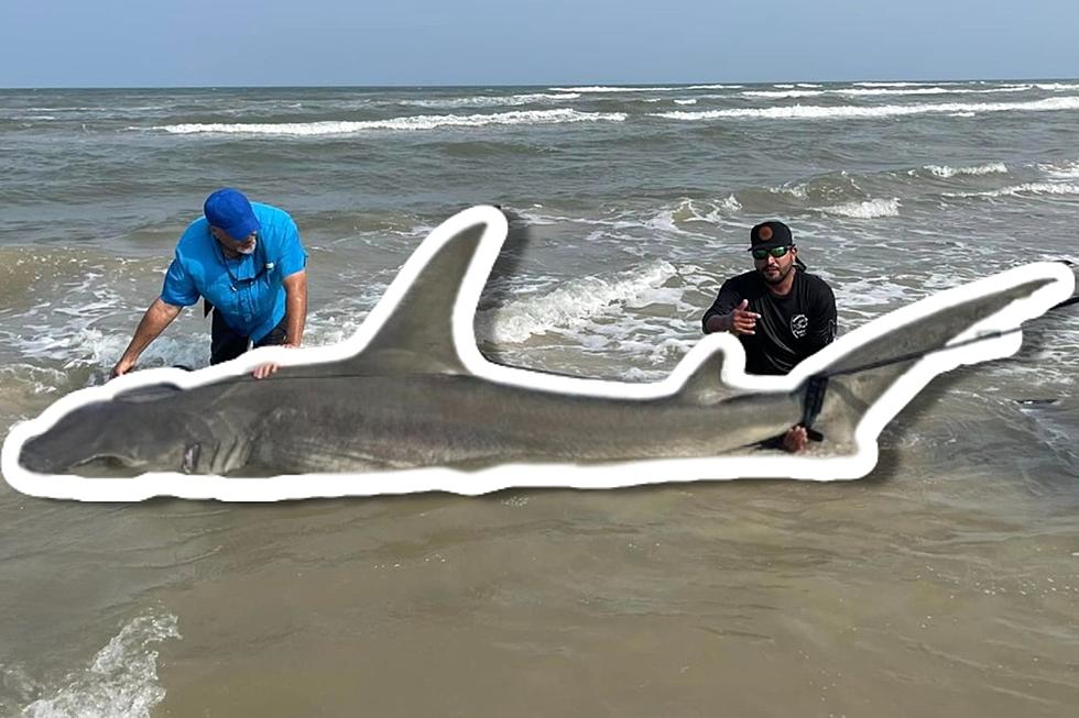 Incredibly Massive 1,000 Pound Shark Reeled in Off Texas Shore