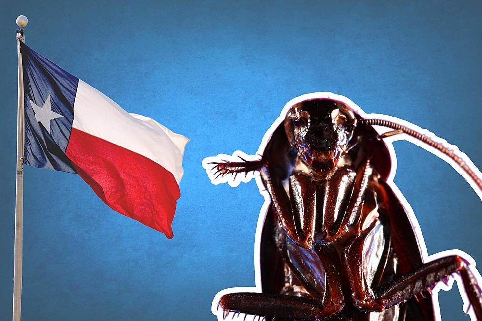 America&#8217;s Top 2 Most Disgustingly Roach-Infested Cities are in TX