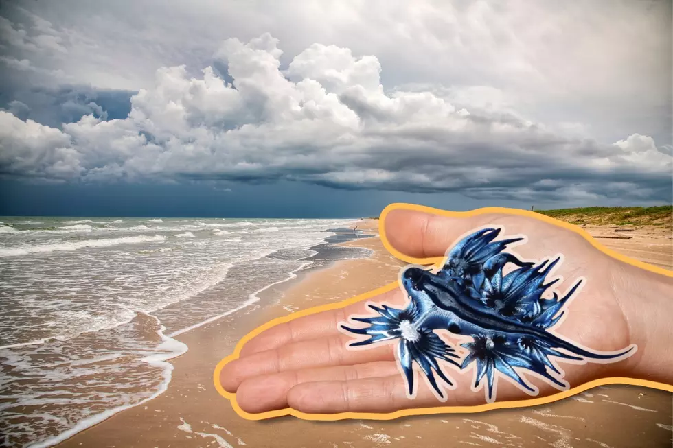 Never Touch THIS Toxic Creature On A Texas Beach