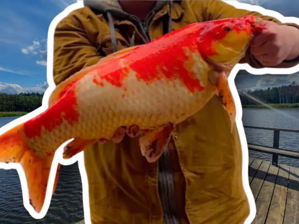 Woman Reels In Huge And Unusual 30 Pound Koi Fish In Austin Lake