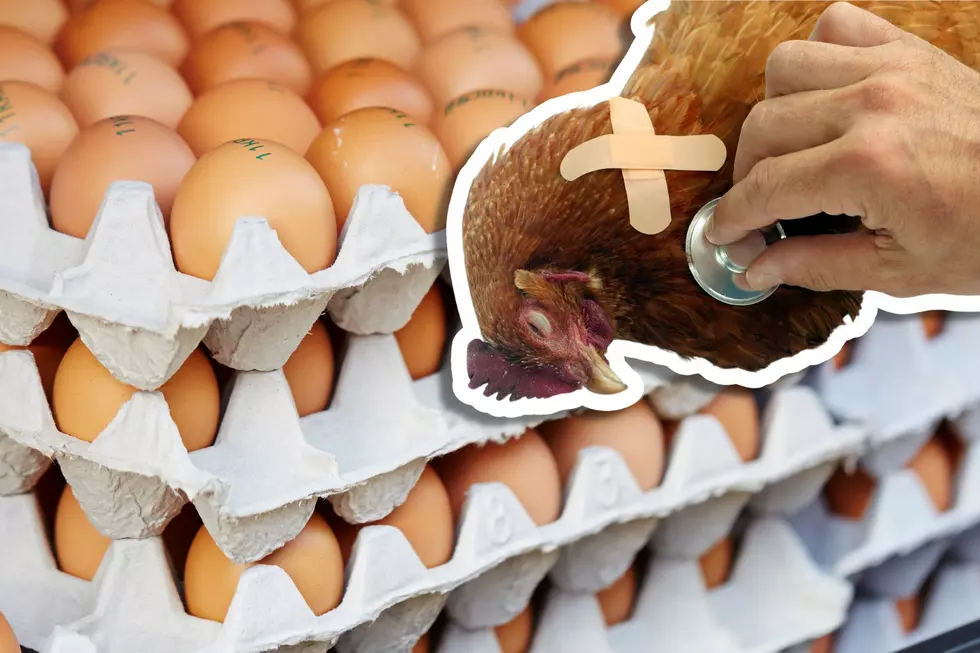 Bird Flu Found In Chickens At Massive Texas Facility