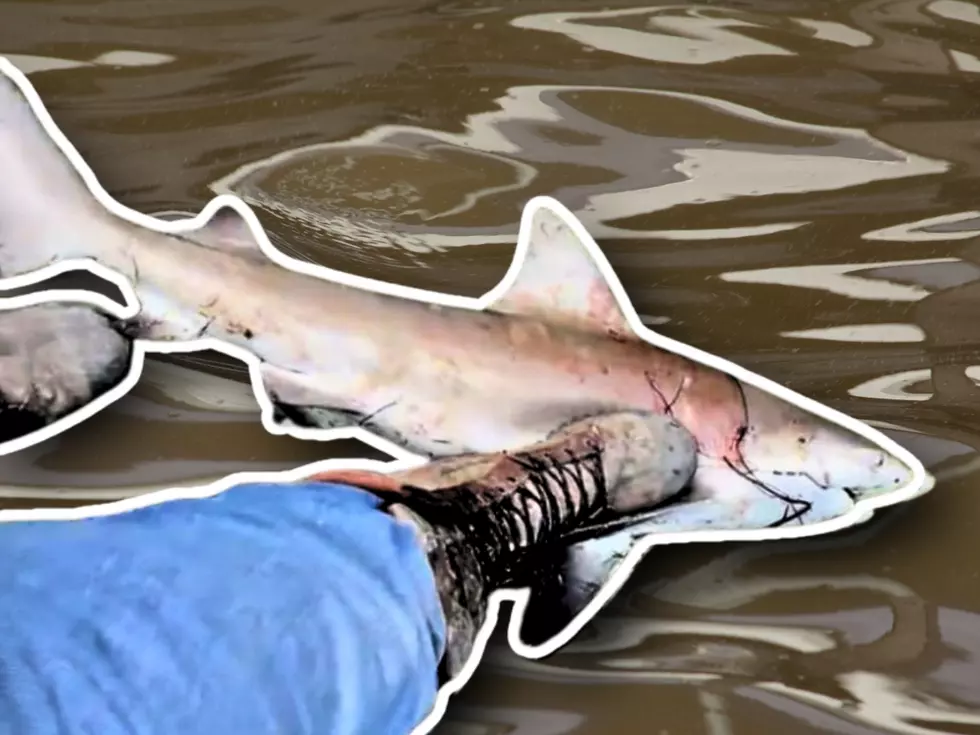 Texas Man Reels in Bull Shark on the Guadalupe River