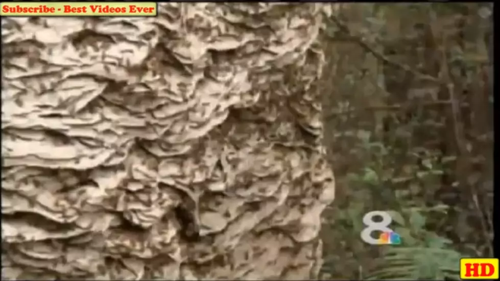 Giant Wasp Hive In Florida Will Scare The Bejeezus Out Of You [VIDEO]