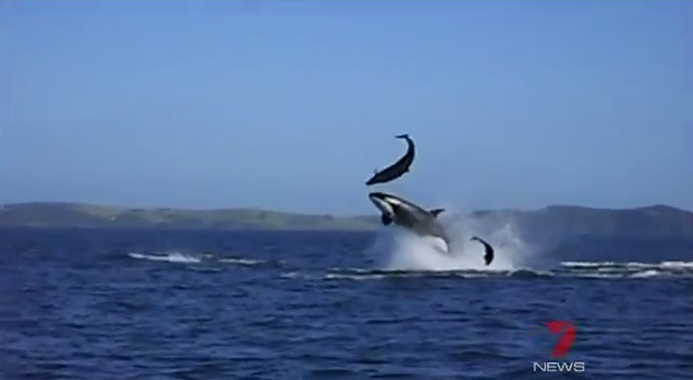 Killers Whale Attack Dolphins [VIDEO]