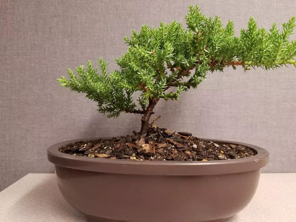 What It Is Like To Visit A Bonsai Tree Stand In Amarillo