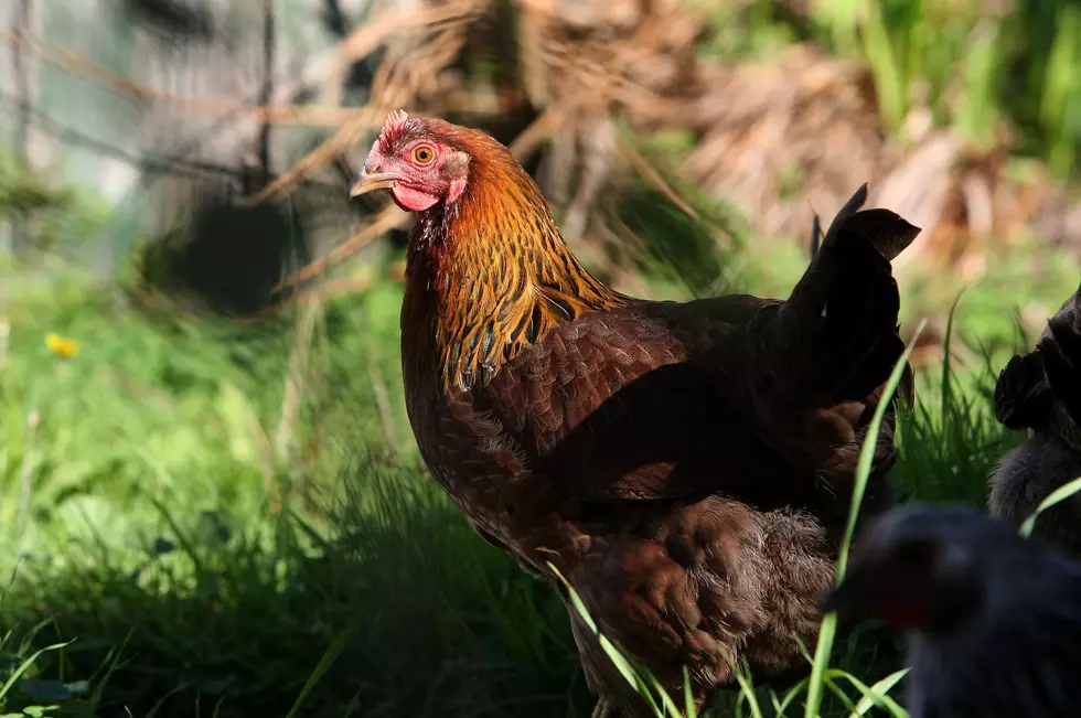 Texas Might Be Making It Easier To Have Backyard Chickens