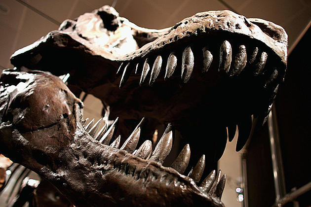 Texas Tech Professor Discovered New Species Of Dinosaur