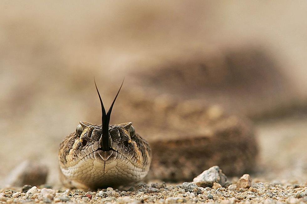 YIKES! Salado, Texas Senior Community has a Slithery Snake Problem