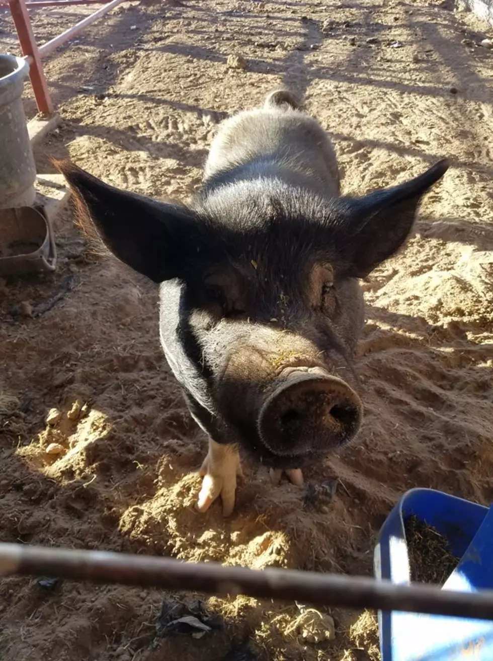Missing A Pig In Amarillo? Sheriff’s Dept. Wants To Give It Back