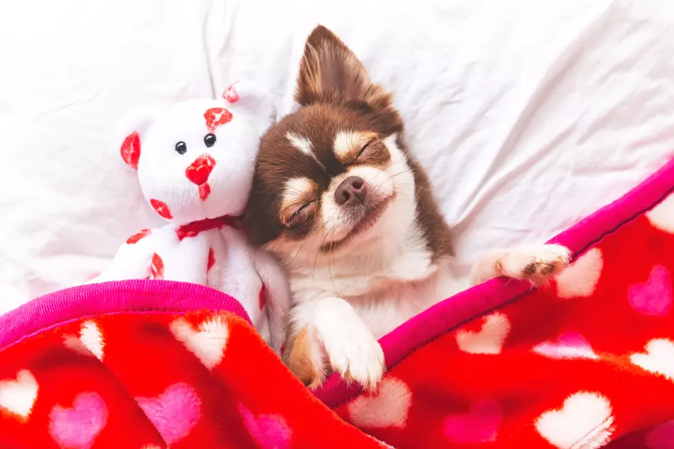 Valentine's Day Explained: Why We Give Stuffed Animals