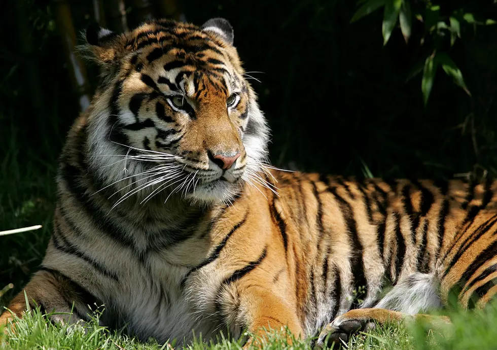 Amarillo Zoo Is Hosting A Virtual Safari Tomorrow (6/11)