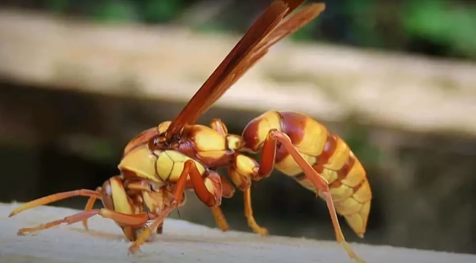 There Are 179 Reasons Why Murder Hornets Would Be Bad For Texas