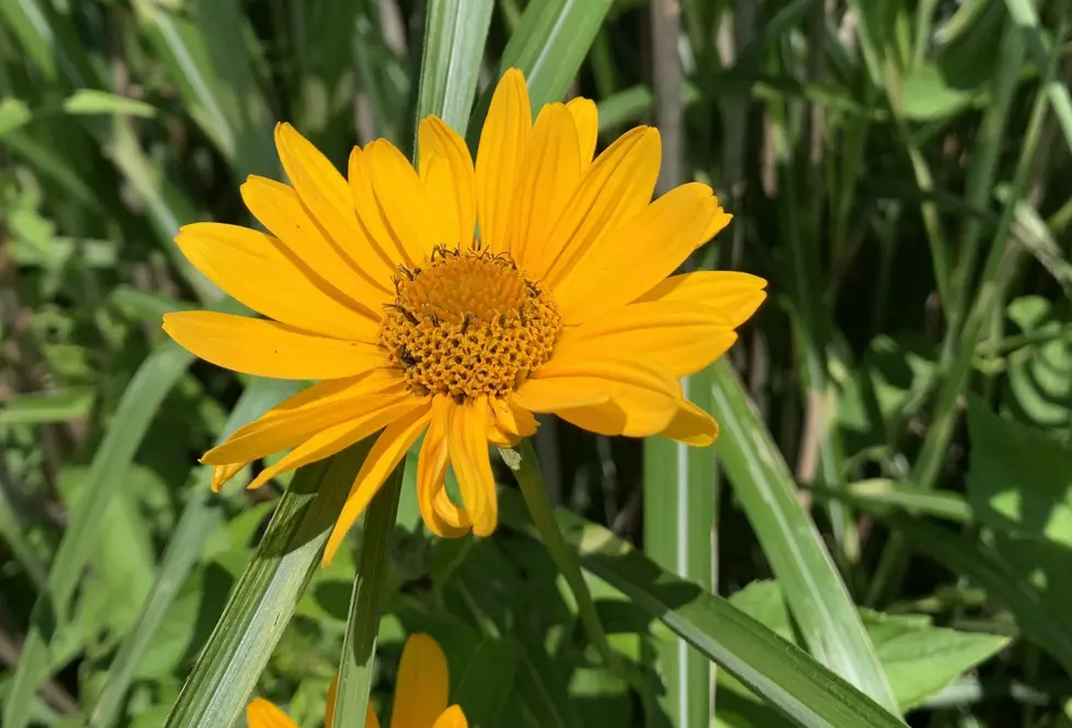 Where You Can Celebrate Earth Day in Amarillo This Weekend