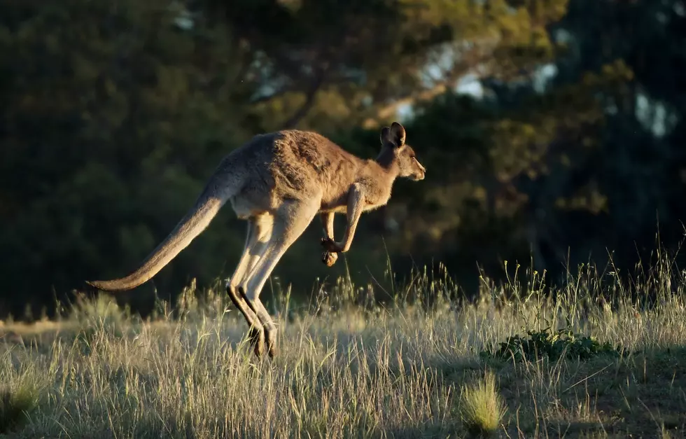 Are You Ready For More Kangaroos In Amarillo?