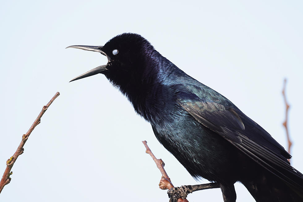 The Crazy Black Birds Are Emerging. What Exactly Are They?