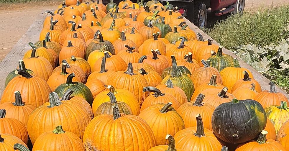 Ready To Carve Amarillo? Check Out These 4 Pumpkin Patches.