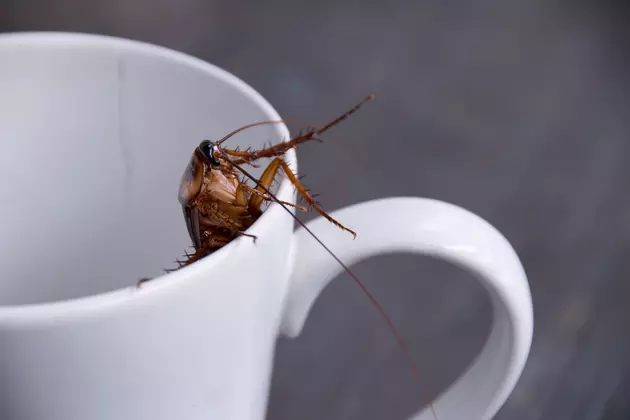 Don&#8217;t Like Bugs in Your Restaurant? Then Stay Home Amarillo.