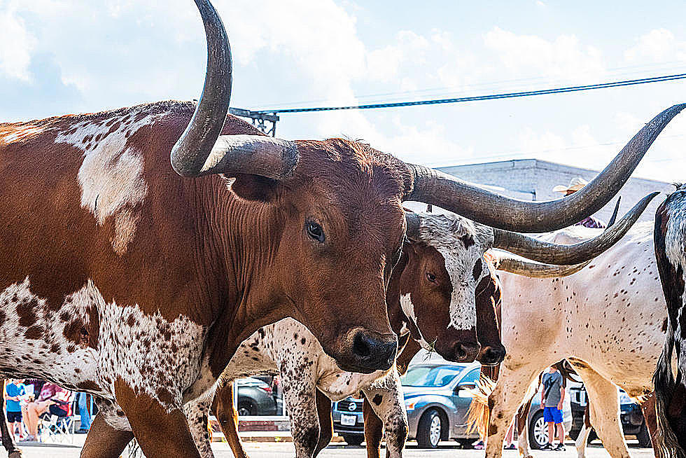 Just Another Day in Amarillo – Longhorns Take Over Downtown