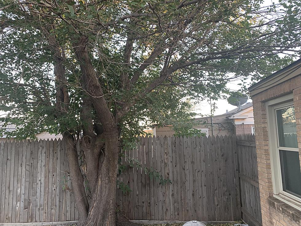 Clearing the Air on Texas Tree Ownership: Who is Responsible?