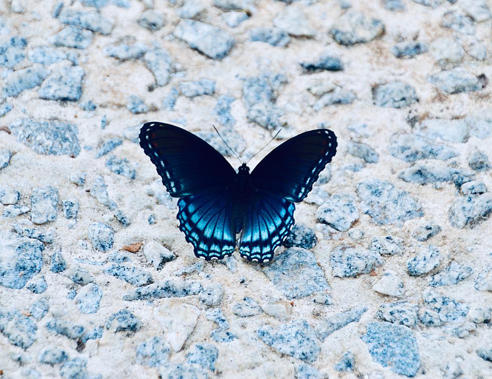 Fluttering Beauty: Don’t Miss A Day With Butterflies in Amarillo