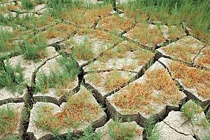 These Invasive Plants Found In West Texas Are Bad News