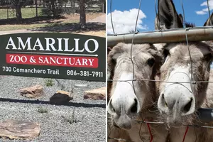 Amarillo Zoo And Sanctuary New Petting Zoo Project