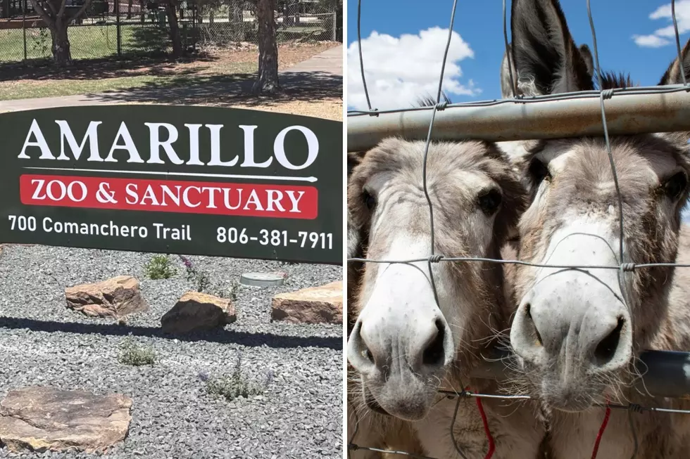 Why Amarillo Families Will Be Cheering Over the Zoo’s Latest Announcement