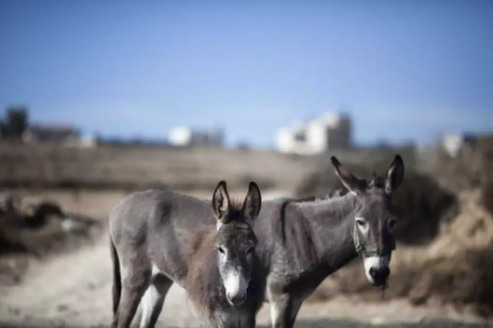 East Texas Sheriff’s Office Looks To Unload Nine Donkeys