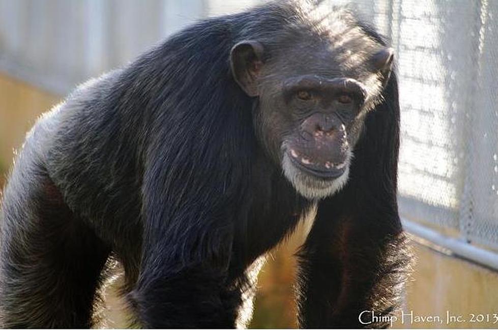 Chimp Haven Welcomes Newest Residents