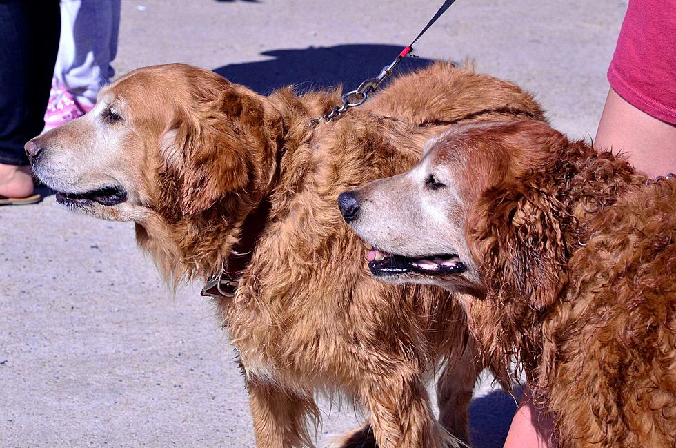 Court Rules in Favor of Shreveport Dog Park Alliance