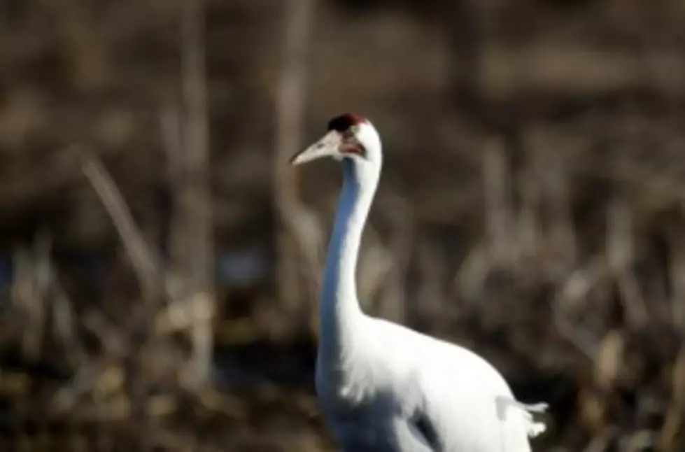 Department of Wildlife and Fisheries Offers $20,000 for Whooping Crane Shooting Information