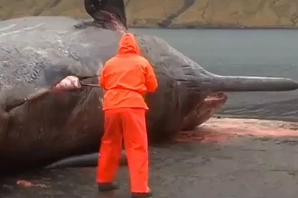 Watch this Video of an Exploding Whale