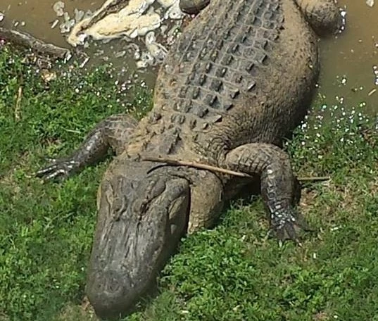 Crocodile Red