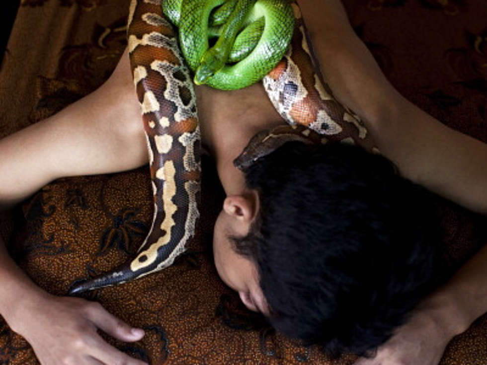 Scared of Snakes? Try A Python Massage (Video)