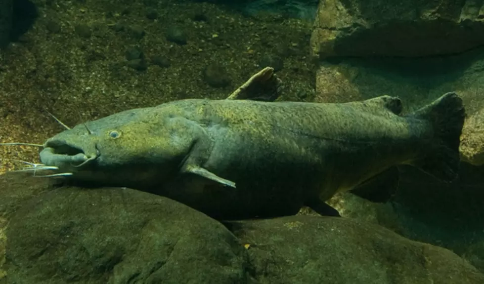 Red River Yields Record Breaking Catfish