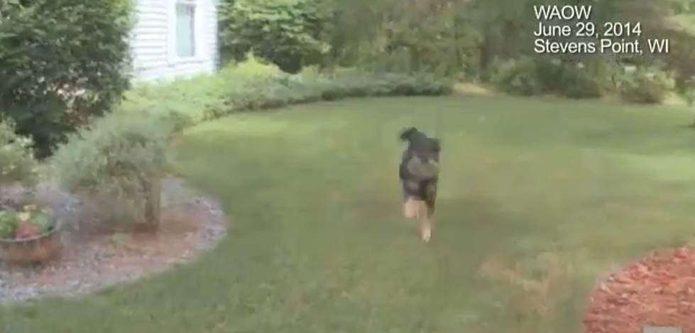 After 10 Years, Dog Coughs Up Lost Wedding Ring (Video)