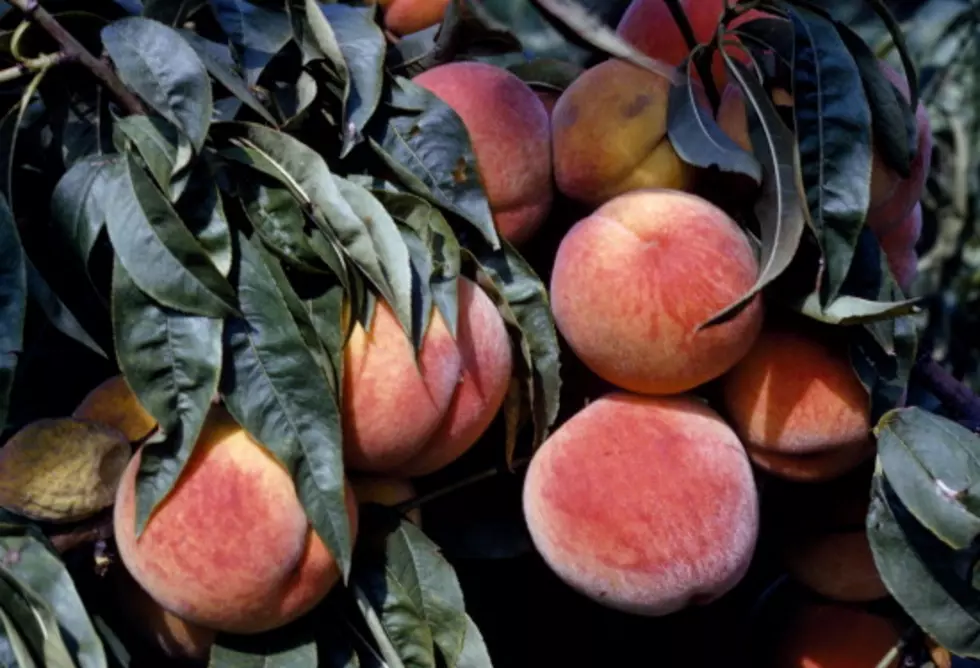 EPA Regulations Killing Ruston Peach Orchards