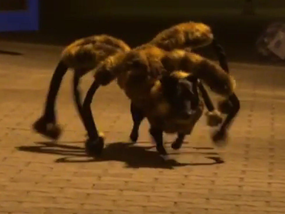 Giant Mutant Spider Just A Dog In Costume, But Dozens Panic (Video)