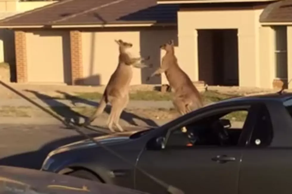 Crazy Kangaroo Fight On An Australian Suburban Street (Video)