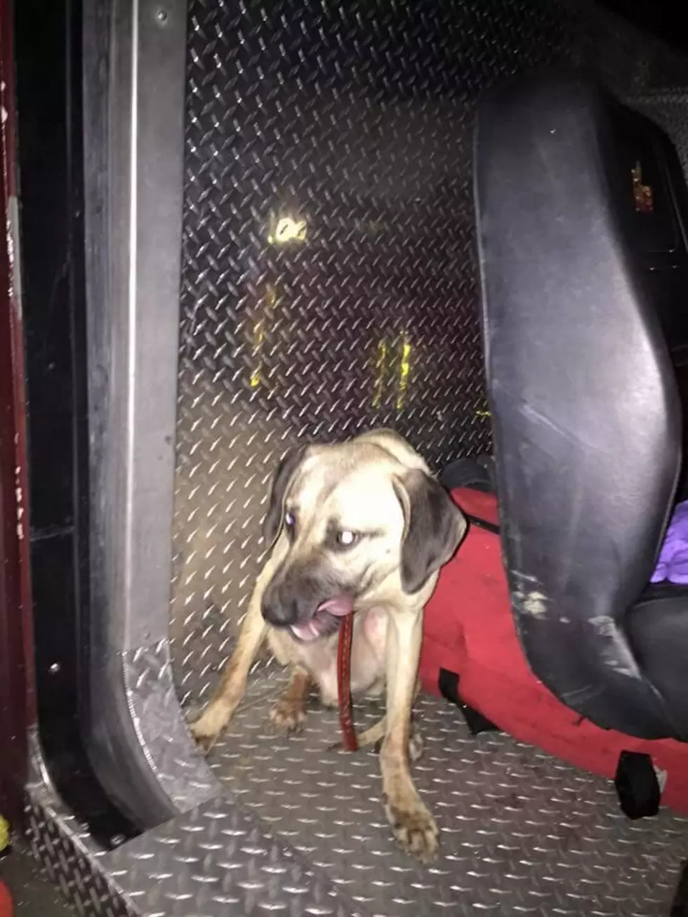 Shreveport Firefighters Reunite Rescued Dog with Owner