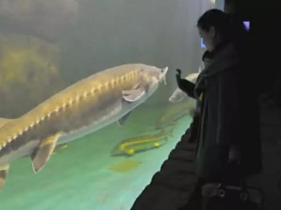 Shreveport Aquarium Opening Set For This Summer [VIDEO]